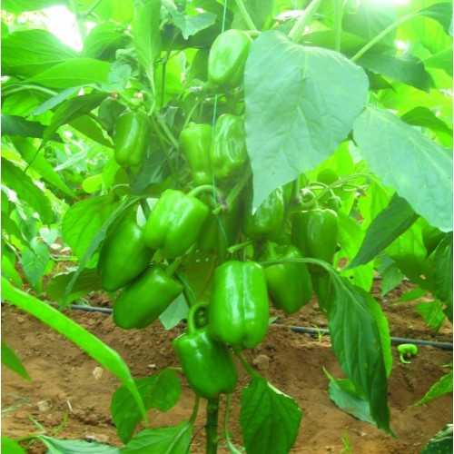 Ergenekon F1 Dolma Biber Fidesi