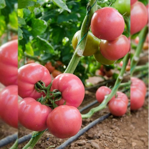 Pink Star F1 Pembe Domates Fidesi Pink Star F1 Pembe Domates Fidesi