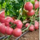 Pink Star F1 Pembe Domates Fidesi Pink Star F1 Pembe Domates Fidesi